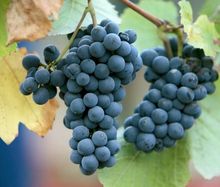 На Харківщині збирають столовий і винний виноград